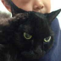 どん🐈‍⬛超エモい文章術 (@donshacho) 's Twitter Profile