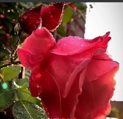 Shahana90764830's profile picture. nna