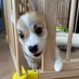 コーギーRen(レン) (@corgi__ren) Twitter profile photo コーギーRen(レン) (@corgi__ren) Twitter profile photo