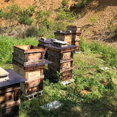 Web系エンジニア。GoFiber、 Next.js。元養蜂家/写真はアカシアの花と養蜂箱