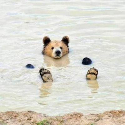 🐻 Daily Bear pics 📸さんのプロフィール画像