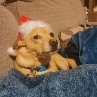 LeafHaterJake (@_jacobbox) 's Twitter Profile