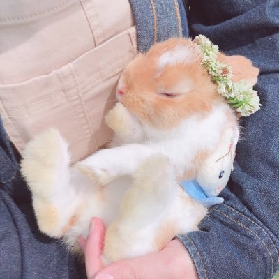 うさぎの翠（スイ）くんだよ！！！2021／2／14生まれの男の子🐰 無言フォローすいませんッ！ 実家住みのももちゃん♀もたまに登場します🐰 https://t.co/P7kEaEHyJV