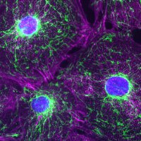 RehlingLab (@rehlinglab) 's Twitter Profile