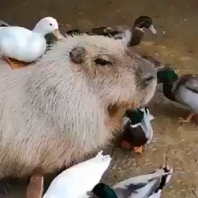 MouseKnez's profile picture. Прекрасные националистические сказки