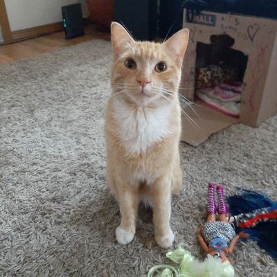 AkaOrangejuice's profile picture. my name is Orange Juice, but my humans call me O.J. I work real hard at sleeping and driving my family nuts. I am living my best life here in Oregon,PNW of USA