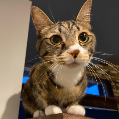 八戸の保護カフェ C-way' cat&coffee の宣伝垢に変更させていただきました 興味ある方は是非いらしてください 店長さんから許可はいただきましたが非公式です 公式はこちら@cat_ways