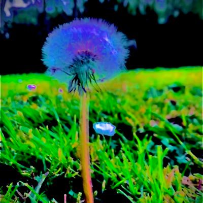 PadDantes's profile picture. 