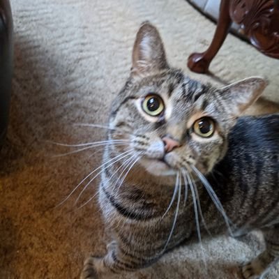 cactus_ice's profile picture. idk I'm just here to watch the trainwreck