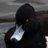 PJPImages's profile image