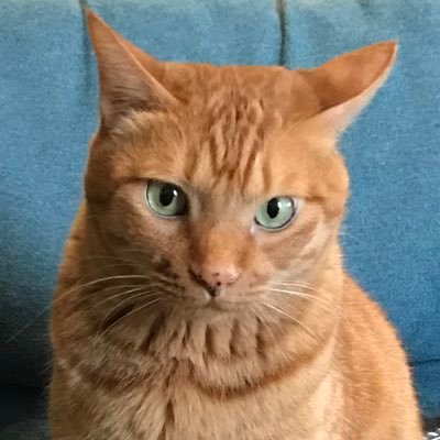 いちねこ 昨夜 ツイキャスを聞いてたら でっかい猫のことが話題になってた そんなにでかく ないでしょー 大げさだなーなんて思ってたら なんと15キロの茶トラだったよ でかいねー うちのきんちゃん これでも8キロだよ 茶トラ猫は大きくなるねー いちねこ 昨夜 ツイキャスを聞いてたら でっかい猫のことが話題になってた そんなにでかく ないでしょー 大げさだなーなんて思ってたら なんと15キロの茶トラだったよ でかいねー うちのきんちゃん これでも8キロだよ 茶トラ猫は大きくなるねー