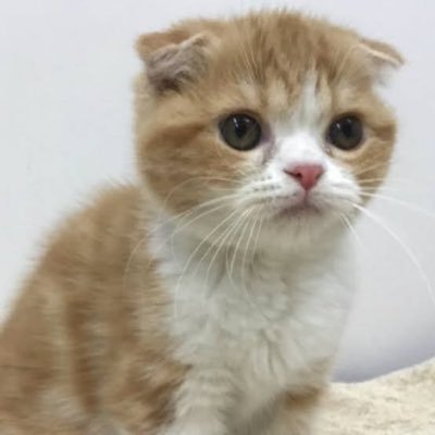 🍊みかん(1歳♀)です🐈🍊 赤毛のスコティッシュフォールドです!よろしくお願いします😊 趣味でWoTしてます⛽️他にもエペだったりDJだったりDTN見てたり🎮 #猫好き #スコティッシュフォールド #WoT #モンハン