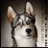 1dpurumi's profile image