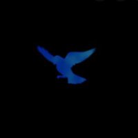 Bird Of The Day (@brdoftheday) 's Twitter Profile Photo Bird Of The Day (@brdoftheday) 's Twitter Profile Photo