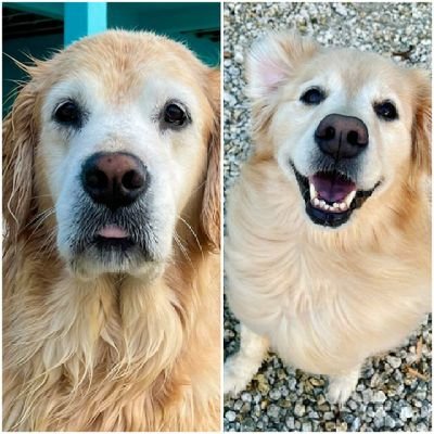 Am I Hops?
Am I Venk?

In-floofsigstor at your service 🧐
Differentiating between @Hopper_Dog and @VenkmanDog of @TheGoldenRatio4 since 2021

main- @AoifeLora