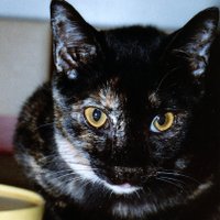 よもぎ (@cfids_yomogi) 's Twitter Profile