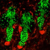 Rompolas Lab (@rompolaslab) 's Twitter Profile