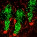 Rompolas Lab (@rompolaslab) Twitter profile photo Rompolas Lab (@rompolaslab) Twitter profile photo
