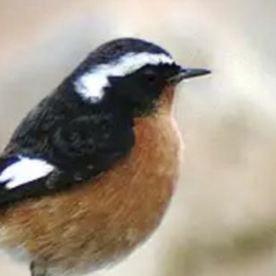 WBRC assesses records of scarce and rare birds in Wales, producing an annual report. It also maintains the list of all the birds seen in Wales.