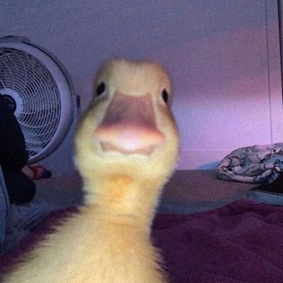 Silkyfer's profile picture. Modératrice multifonction 🔸Ostéopathe & Masseuse animalier 🔸🌸🐾 
Doubleuse pour Sereach à ses temps perdus. (A, M & J)