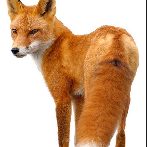 AdamVos's profile picture. 