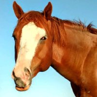 Gayponylover (@gayponylover) 's Twitter Profile Photo Gayponylover (@gayponylover) 's Twitter Profile Photo