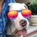 Sir Happy🐶Puppy ™️🇲🇽 (@blueauthority) Twitter profile photo Sir Happy🐶Puppy ™️🇲🇽 (@blueauthority) Twitter profile photo