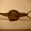 Sandra Murphy - @murphy_sandra - Twitter