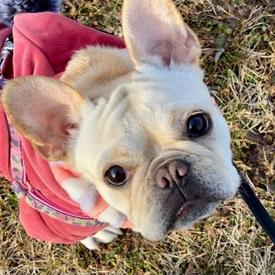 フレンチブルドッグ さくら Sakurachan Twitter フレンチブルドッグ さくら Sakurachan Twitter