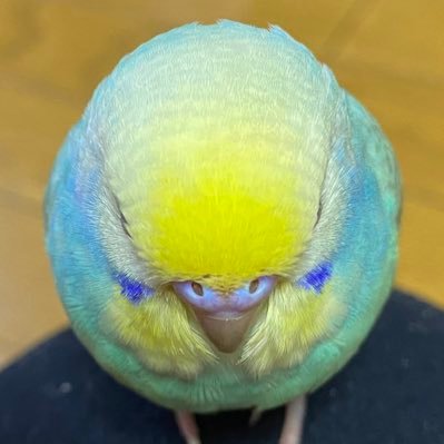 酒とセキセイインコが大好きなオジサンです。 よろしくです。