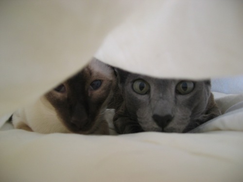 megumimeow's profile picture. A timid person is frightened before a danger, a coward during the time and a courageous person afterward.