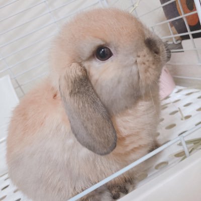 いす(♀)です！さんのプロフィール画像