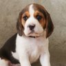 onichedayo's profile picture. 鹿島アントラーズのサポーターです。 献身 Trabalho 誠実 Lealdade 尊重 Respeito   todo y nada