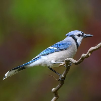 perch___'s profile picture. Internet.