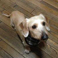 みりん (@m_i_r_i_o_fairy) 's Twitter Profile