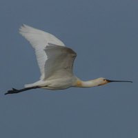 johnnykinson (@sedgywarbler) 's Twitter Profile