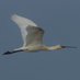 johnnykinson (@sedgywarbler) Twitter profile photo johnnykinson (@sedgywarbler) Twitter profile photo