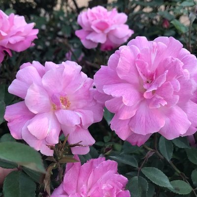 レストラン栗の里厚木店公式Twitter/第6回かながわ観光大賞優秀賞/日本一長いつるバラのカーテン認定/第10回かながわ子ども・子育て支援大賞奨励賞/第26回全国花のまちづくりコンクール推進協議会長賞/平成27年度かながわ地球環境賞