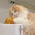 sherlcat (@sherlcat1) Twitter profile photo sherlcat (@sherlcat1) Twitter profile photo