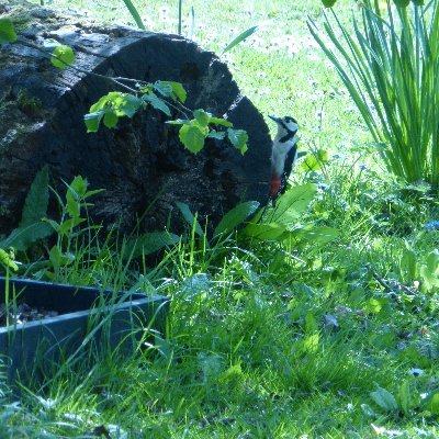 I am lucky to find myself able to establish agroecological principles to what most would deem a neglected garden, which we share with a myriad of flora & fauna.