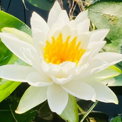 本アカは固定ツイートにあるさんのプロフィール画像