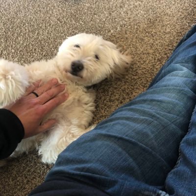 Zippy288's profile picture. The perfect golf shot is a ball that moves right to left for a right handed golfer.