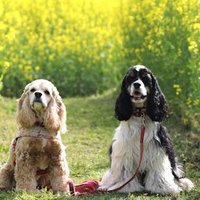 ひか (@es_hika) 's Twitter Profile Photo