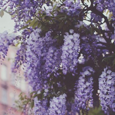 @the_purplechaos