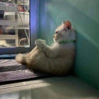 SgtMaj. Muffins 🇺🇦 (@viceroychicken) 's Twitter Profile Photo