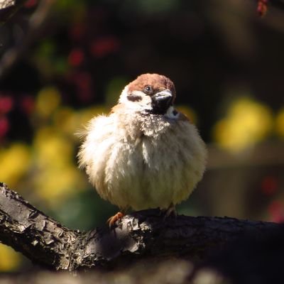 写大生 / EOSKissX9i, 時々GooglePixel / 野鳥好き