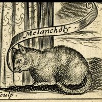 The Melancholy Cat(@TheMelancholyC1) 's Twitter Profile Photo