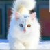 Yunus Emre (@yunusem06085171) Twitter profile photo Yunus Emre (@yunusem06085171) Twitter profile photo