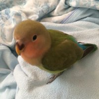 カニほじるやつ (@sabinamida) 's Twitter Profile Photo カニほじるやつ (@sabinamida) 's Twitter Profile Photo