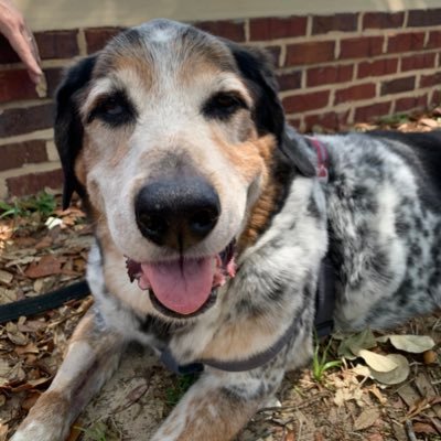 WoofSaidRocco's profile picture. oh whatever!